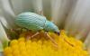 Phyllobius sp.